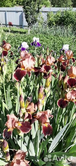 Ирисы сортовые