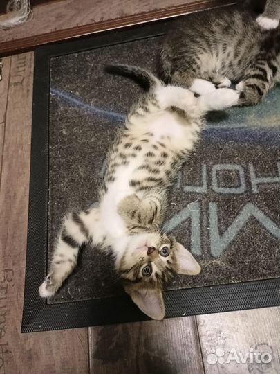 Кошка в дар бесплатно