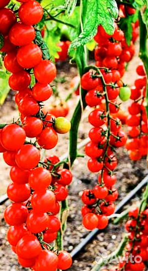 Томат Смородиновый семена