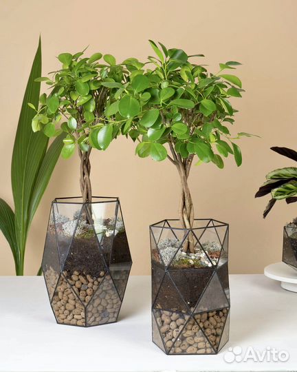 Фикус бенджамина, в кашпо