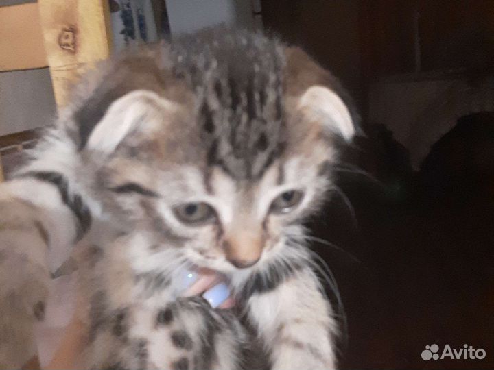 Котята в добрые руки бесплатно