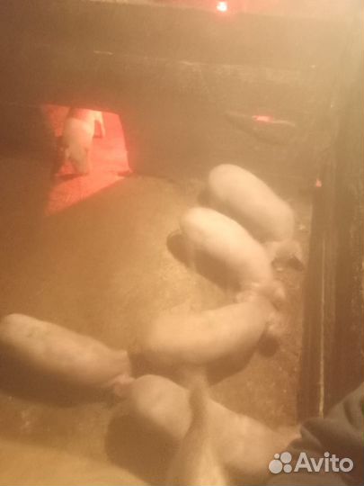 Поросенок ландрас