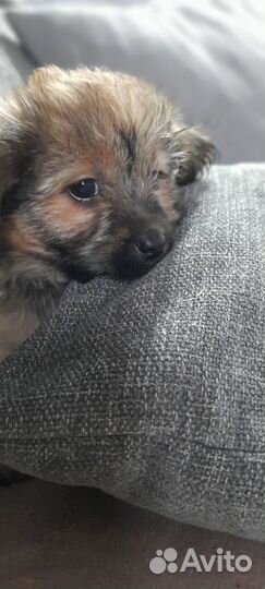 Собака маленькая порода