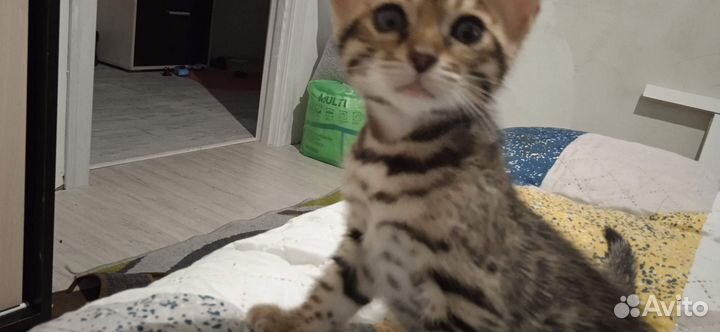Бенгальские котята одна девочка