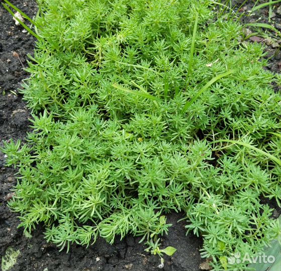 Зеленый коврик