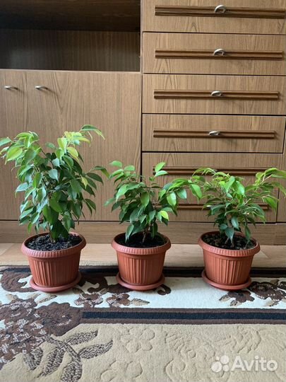 Фикус бенджамина