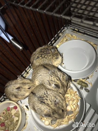 Джунгарские хомяки