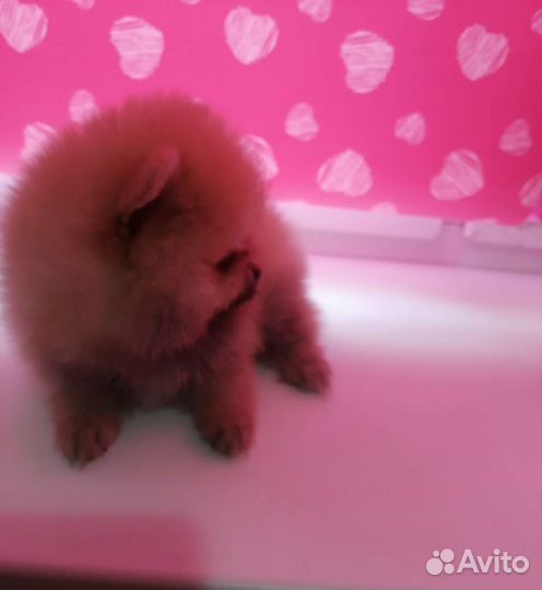 Детки шпица