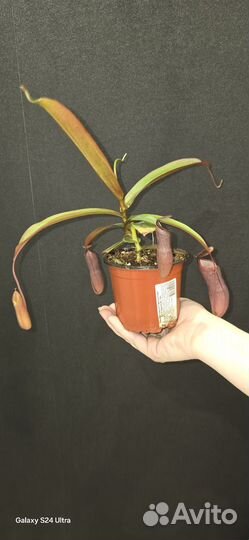 Непентес хищное растение