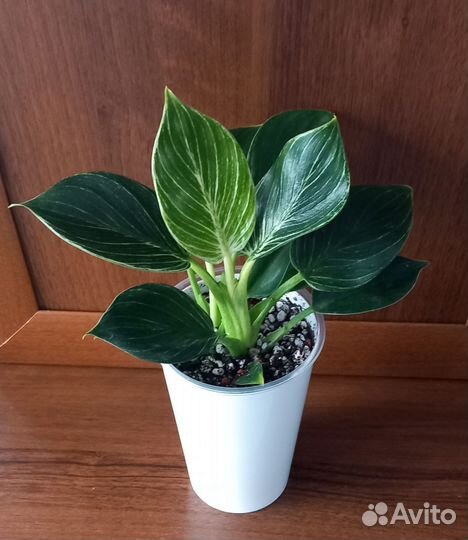 Филодендрон Биркин