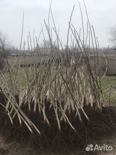 Грецкий орех саженцы