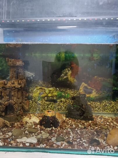 Аквариум