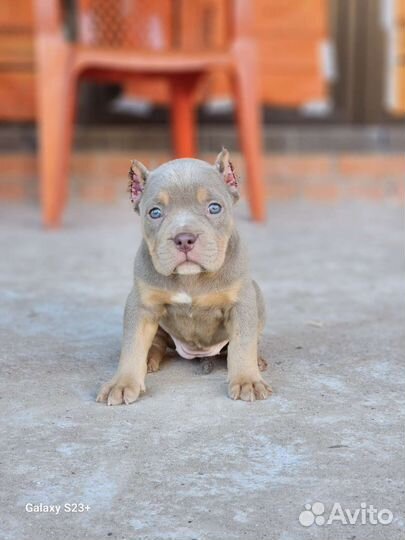 Американский булли щенки