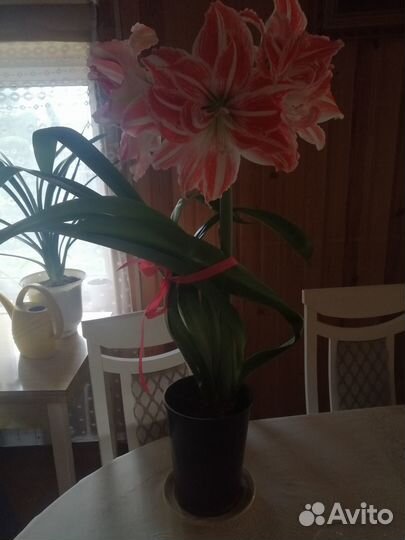 Гиппеаструм амариллис