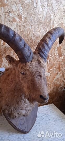 Чучела животных