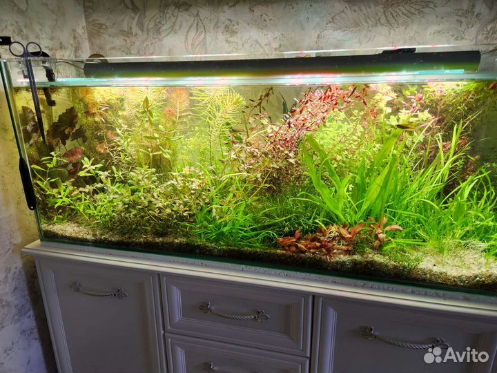 Аквариумные растения