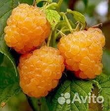 Саженцы малины красной и жёлтой и др