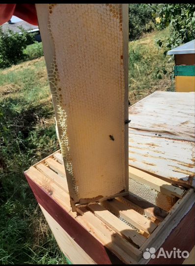 Рамка меда в сотах