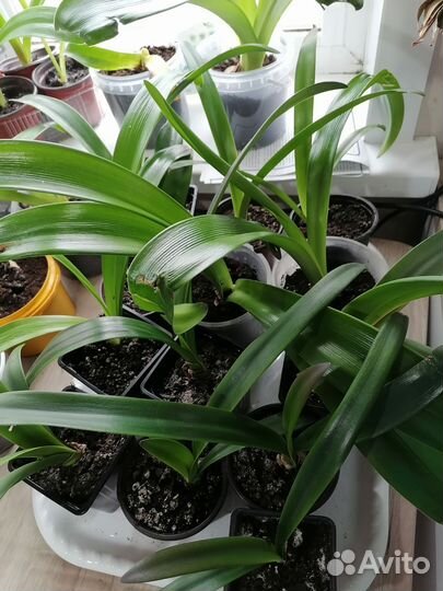 Гиппеаструм амариллис