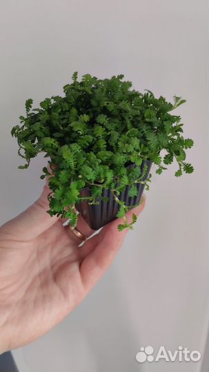 Растения для флорариума 2 (почвопокровные)