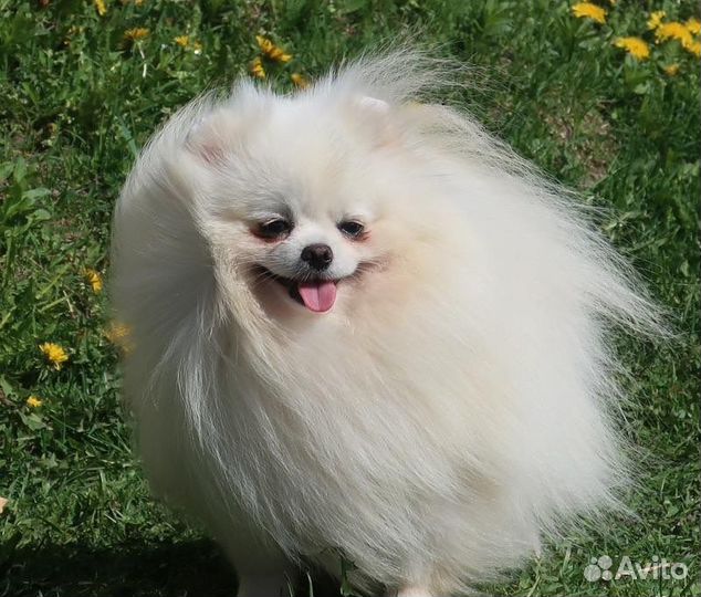 Белый померанский шпиц вязка