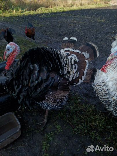 Индюки домашние