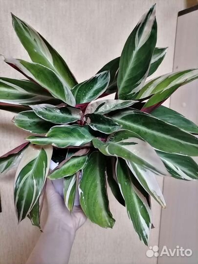 Строманта триколор