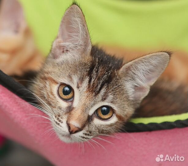 Кошечка Гермиона, 3 мес