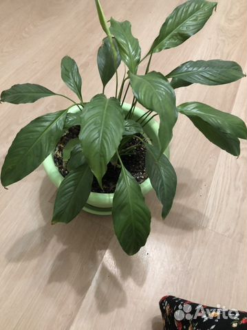 Спатифиллум