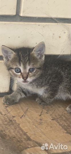 Котята бесплатно