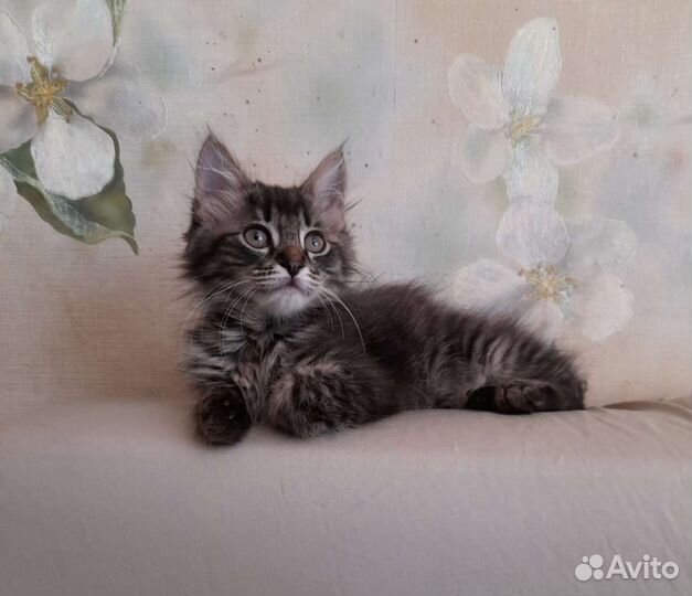 Котята в дар(девочка и мальчик)