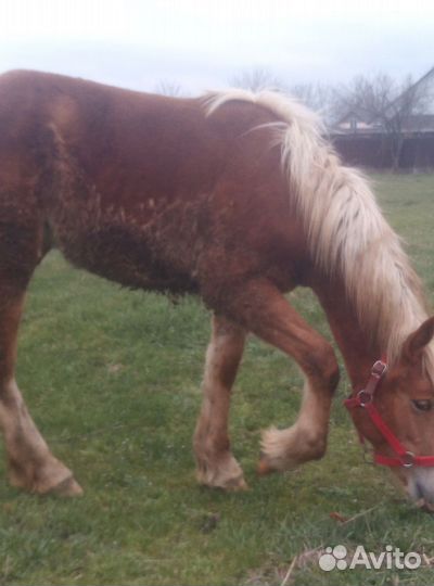 Лошадь кобыла тяжеловоз