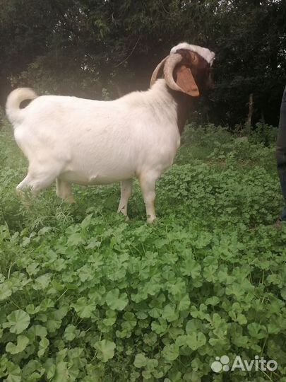 Продаются козлы на племя и козочки
