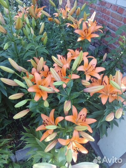 Лилия луковицы