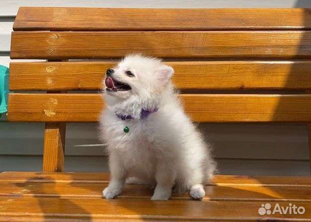 Немецкий шпиц померанского типа