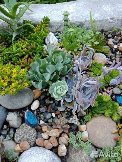 Суккуленты