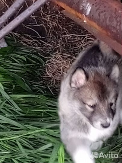 Западно сибирская лайка