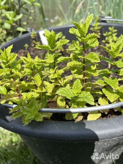 Саженцы сортовой мяты/ Пряные травы