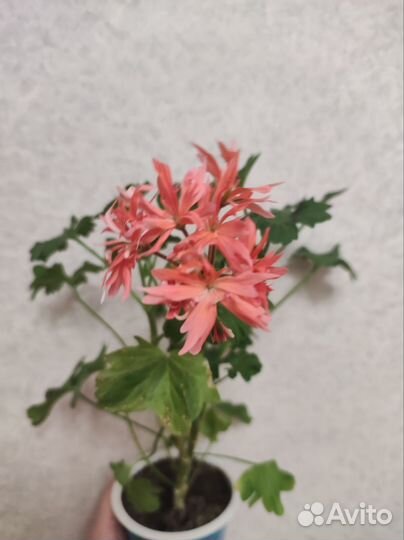 Пеларгония герань