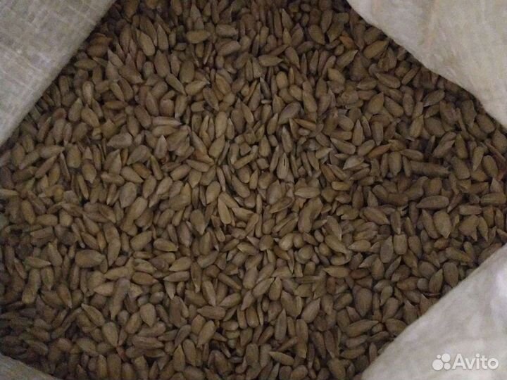 Семена микрозелени