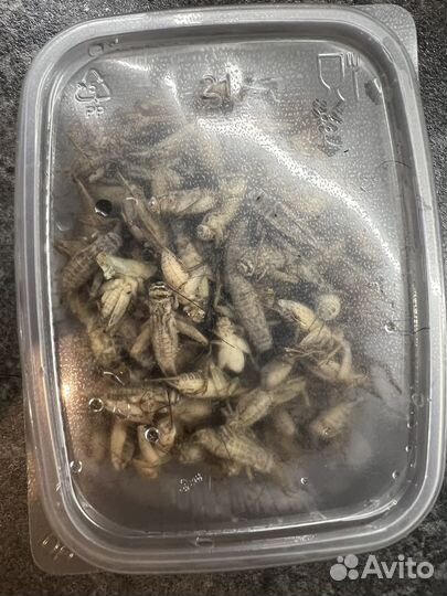 Сверчки кормовые