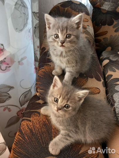 Котята