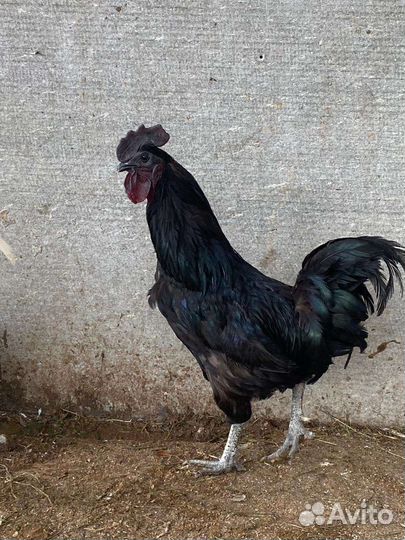 Молодняк птицы