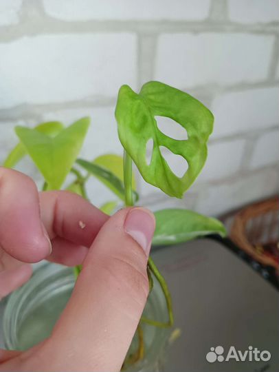 Цветы комнатные