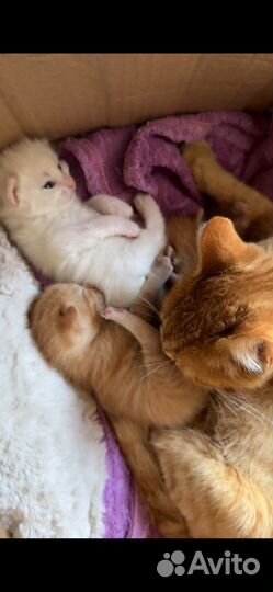 Котята в добрые руки