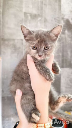 Кошка в дар