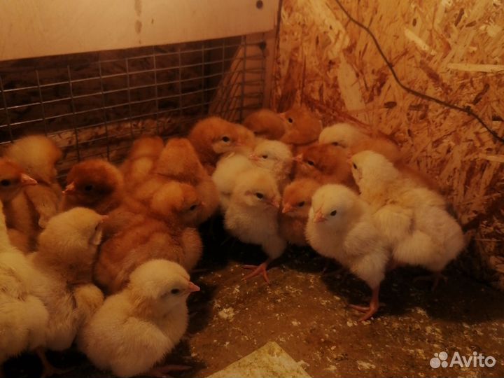 Цыплята кур несушек, красивые здоровые