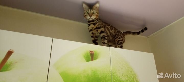 Бенгальская кот вязка