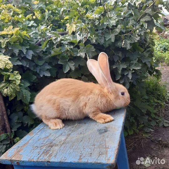 Кролики серый великан