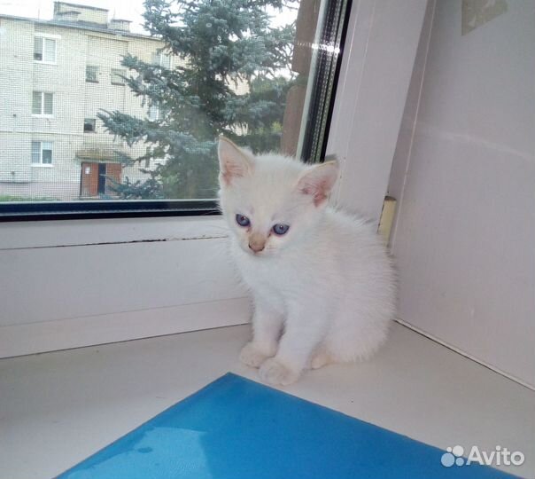 Котёнок мальчик. Кокос